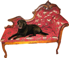 dog on furniture